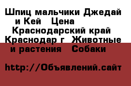 Шпиц мальчики Джедай и Кей › Цена ­ 20 000 - Краснодарский край, Краснодар г. Животные и растения » Собаки   